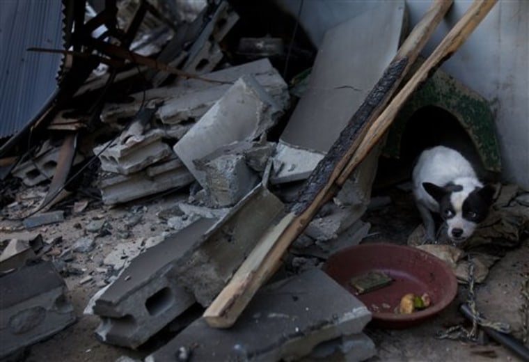 A dog peeks out Friday from a home destroyed by North Korean shelling on South Korea's Yeonpyeong Island. 